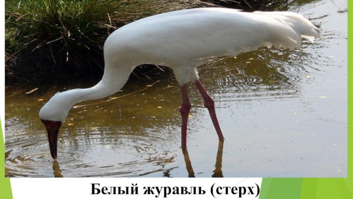 Белый журавль (стерх)