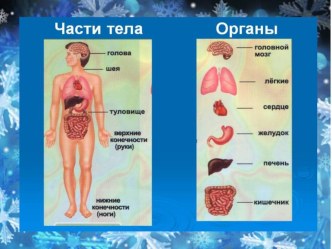 Презентация урока Правила личной гигиены