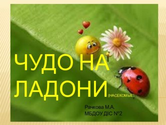 Чудо на ладони. (насекомые) презентация к занятию по окружающему миру (старшая группа) по теме