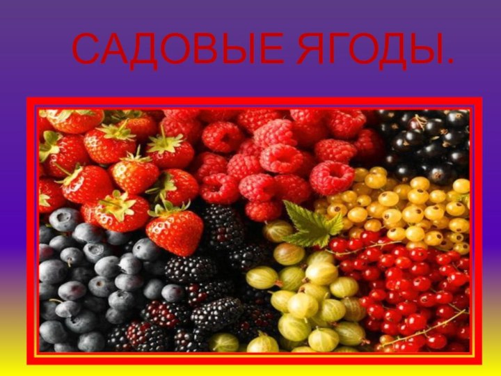 САДОВЫЕ ЯГОДЫ.