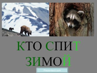 Кто спит зимой презентация к уроку по окружающему миру (старшая группа)