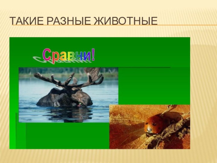 Такие разные животные