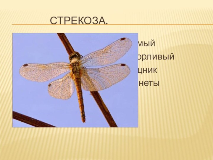 стрекоза.