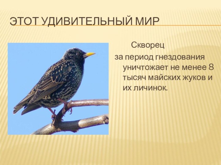 Этот удивительный мир