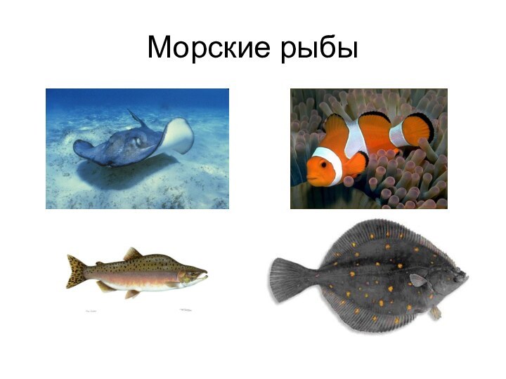 Морские рыбы