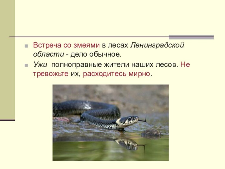 Встреча со змеями в лесах Ленинградской области - дело обычное. Ужи  полноправные жители наших лесов. Не