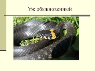 Презентация Уж обыкновенный презентация урока для интерактивной доски по окружающему миру (3 класс)