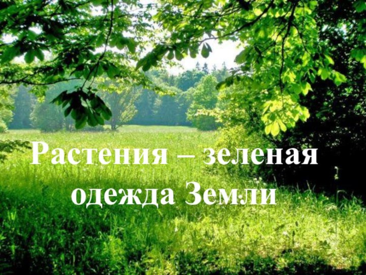 Растения – зеленая одежда Земли