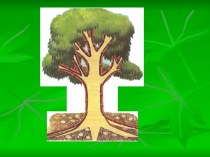 Конспект интегрированного занятия в старшей логопедической группе по теме: Деревья. план-конспект занятия по логопедии (старшая группа) по теме