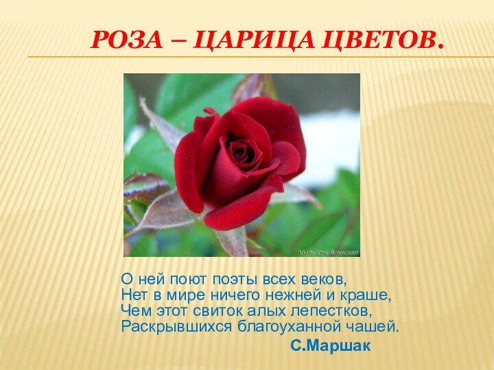 Роза – царица цветов.О ней поют поэты всех веков,