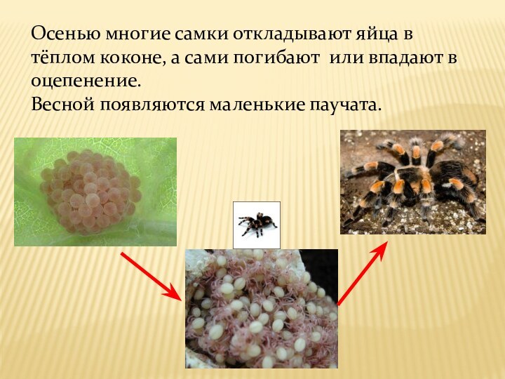 Осенью многие самки откладывают яйца в тёплом коконе, а сами погибают или