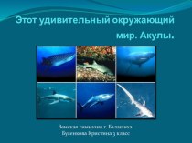 Проект Акулы проект по окружающему миру (3 класс) по теме