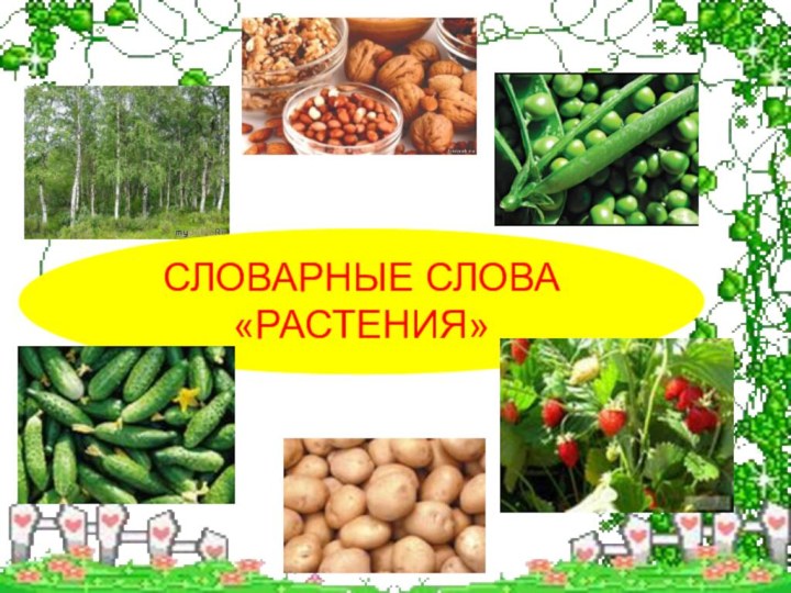 СЛОВАРНЫЕ СЛОВА«РАСТЕНИЯ»