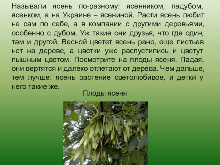 Называли ясень по-разному: ясенником, падубом, ясенком, а на Украине – ясениной. Расти