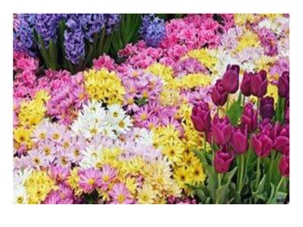 План-конспект НОД Цветы с презентацией план-конспект занятия (младшая группа) по теме