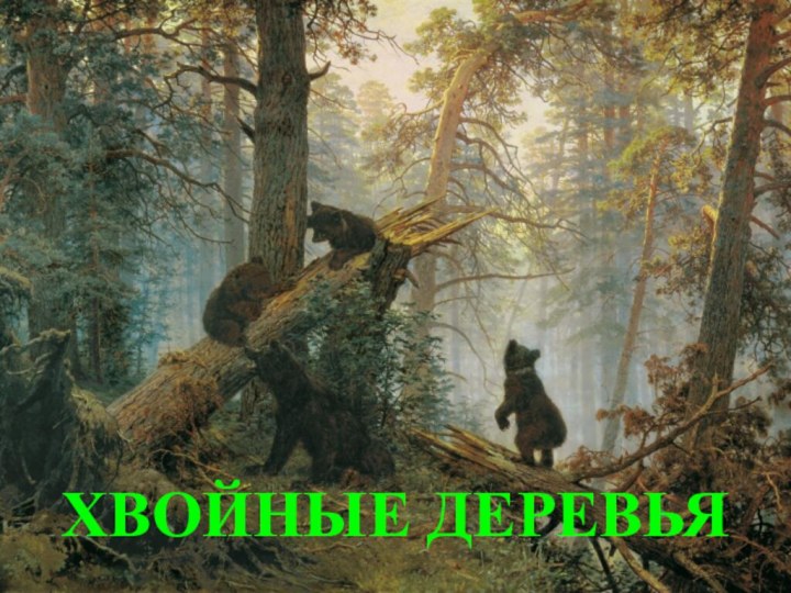 ХВОЙНЫЕ ДЕРЕВЬЯ