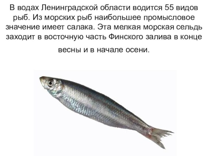 В водах Ленинградской области водится 55 видов рыб. Из морских рыб наибольшее