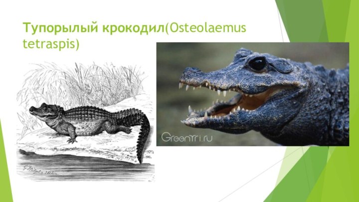 Тупорылый крокодил(Osteolaemus tetraspis)