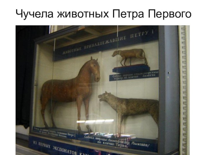Чучела животных Петра Первого