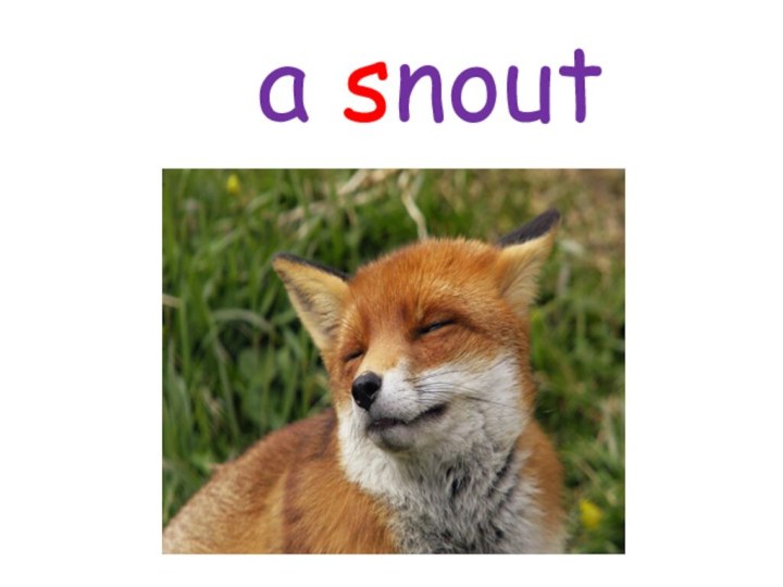 a snout