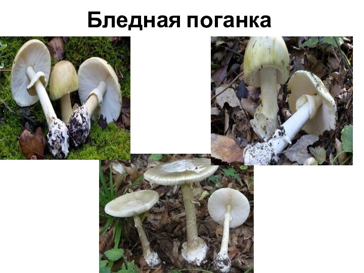 Бледная поганка