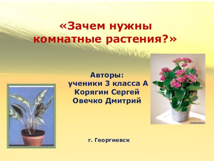 «Зачем нужны комнатные растения?» Авторы: ученики 3 класса АКорягин Сергей Овечко Дмитрий   г. Георгиевск