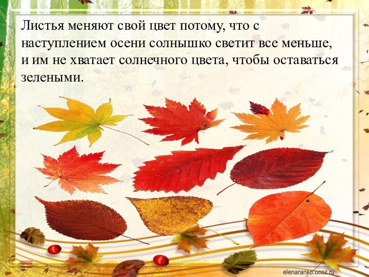 Листья меняют свой цвет потому, что с наступлением осени солнышко светит все