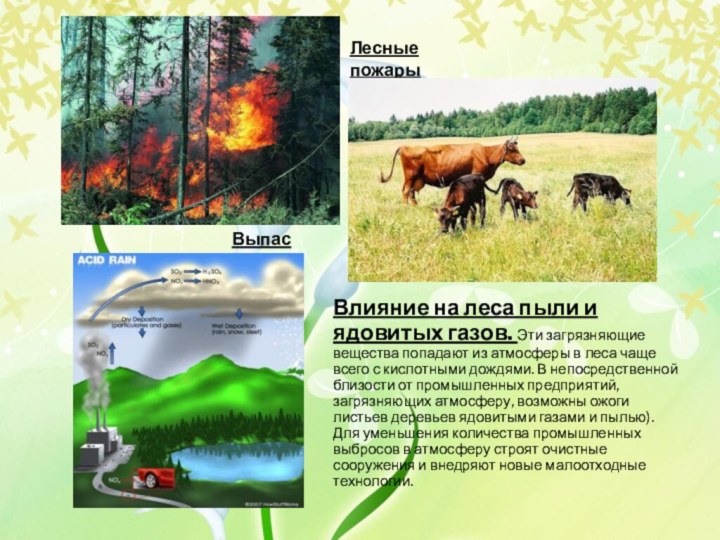 Влияние на леса пыли и ядовитых газов. Эти загрязняющие вещества попадают из