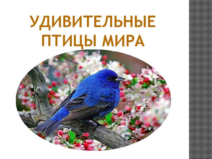 Удивительные птицы мира