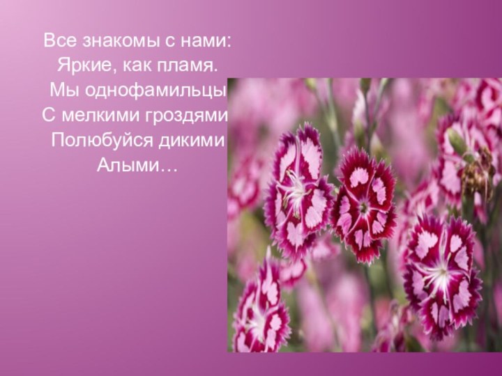 Все знакомы с нами:Яркие, как пламя.Мы однофамильцыС мелкими гроздями,Полюбуйся дикимиАлыми…