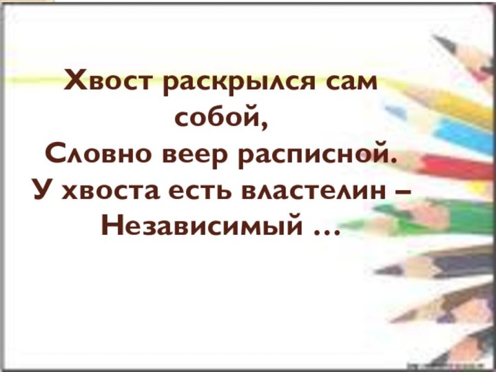 Хвост раскрылся сам собой, Словно веер расписной. У хвоста есть властелин – Независимый …   