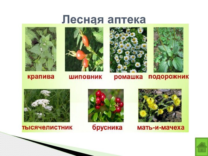 Лесная аптека