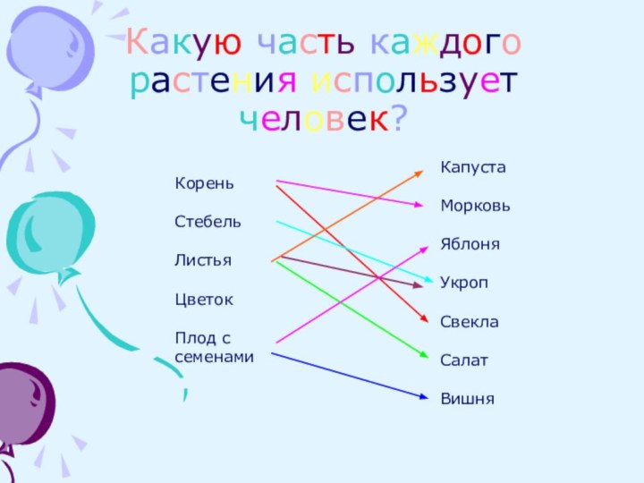 Какую часть каждого растения использует человек?КореньСтебельЛистьяЦветокПлод с семенамиКапустаМорковьЯблоняУкропСвеклаСалатВишня