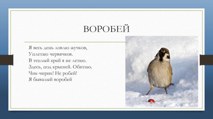 ВОРОБЕЙЯ весь день ловлю жучков, Уплетаю червячков. В теплый край я не