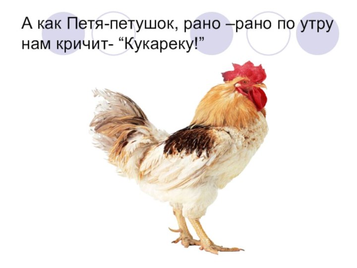 А как Петя-петушок, рано –рано по утру нам кричит- “Кукареку!”