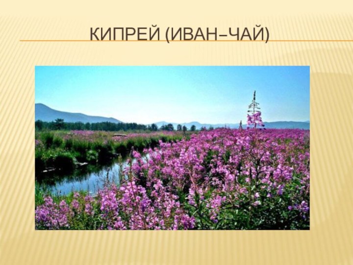 Кипрей (Иван–чай)