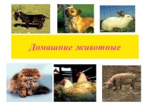 презентация Домашние животные материал по окружающему миру (1 класс)