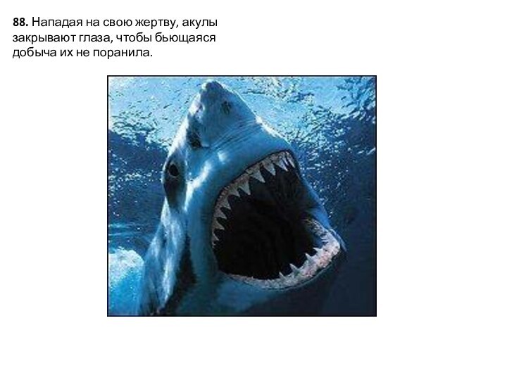 88. Нападая на свою жертву, акулы закрывают глаза, чтобы бьющаяся добыча их не поранила.