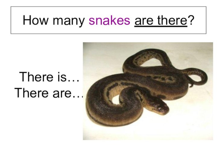 How many snakes are there?There is…There are…