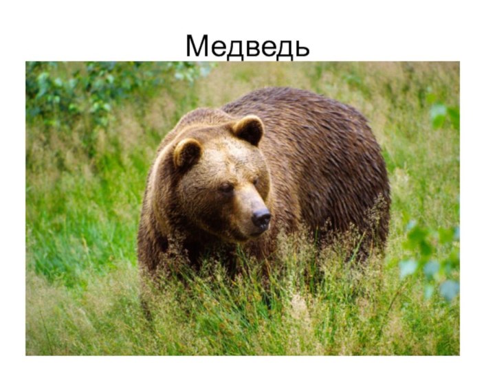 Медведь