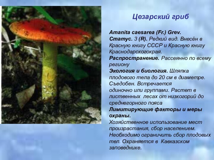 Цезарский грибAmanita caesarea (Fr.) Grev.Статус. 3 (R). Редкий вид. Внесён в Красную