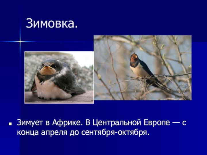 Зимовка. Зимует в Африке. В Центральной Европе — с конца апреля до сентября-октября.