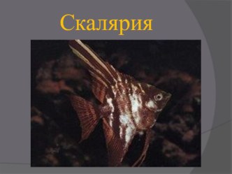 Презентация к уроку окружающий мир презентация к уроку (окружающий мир, 4 класс) по теме