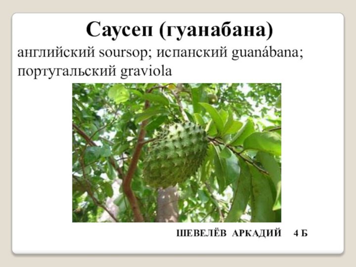 Саусеп (гуанабана)английский soursop; испанский guanábana; португальский graviolaШЕВЕЛЁВ АРКАДИЙ   4 Б