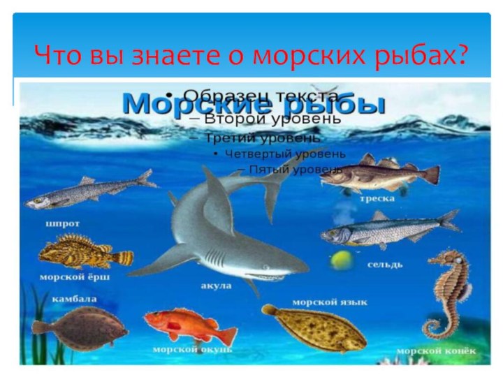 Что вы знаете о морских рыбах?