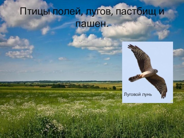 Птицы полей, лугов, пастбищ и пашен.Луговой лунь