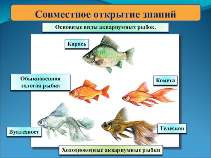 Совместное открытие знанийОсновные виды аквариумных рыбок.Холодноводные аквариумные рыбкиКарасьОбыкновенная золотая рыбкаКометаВуалехвостТелескоп