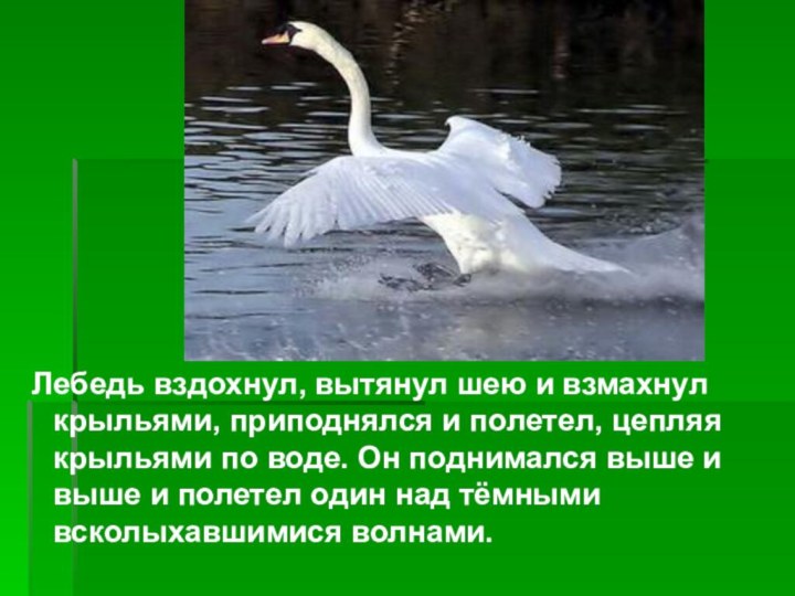 Лебедь вздохнул, вытянул шею и взмахнул крыльями, приподнялся и полетел, цепляя