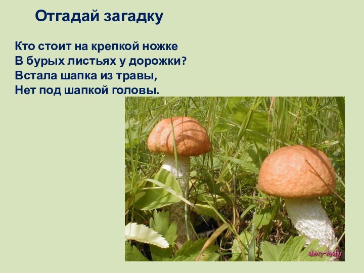 Отгадай загадкуКто стоит на крепкой ножке В бурых листьях у дорожки? Встала