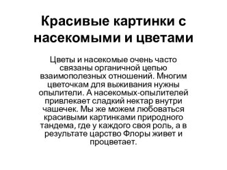 Насекомые и цветы презентация к уроку по окружающему миру (старшая группа)